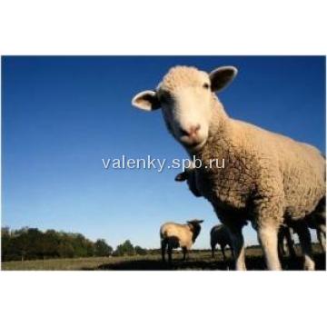 Sheep, Valenky SPb